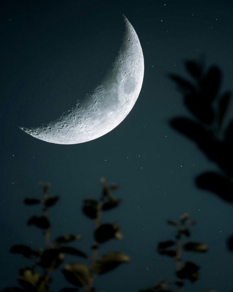 Zunehmender Mond am Nachthimmel über den Silhouetten von Pflanzen